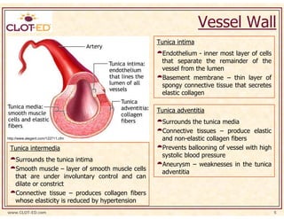 Vessel Wall
                                                   Tunica intima
                                                    Endothelium - inner most layer of cells
                                                    that separate the remainder of the
                                                    vessel from the lumen
                                                    Basement membrane – thin layer of
                                                    spongy connective tissue that secretes
                                                    elastic collagen

                                                   Tunica adventitia
                                                    Surrounds the tunica media
                                                    Connective tissues – produce elastic
http://www.alegent.com/122711.cfm                   and non-elastic collagen fibers
 Tunica intermedia                                  Prevents ballooning of vessel with high
                                                    systolic blood pressure
    Surrounds the tunica intima
                                                    Aneurysm – weaknesses in the tunica
    Smooth muscle – layer of smooth muscle cells    adventitia
    that are under involuntary control and can
    dilate or constrict
    Connective tissue – produces collagen fibers
    whose elasticity is reduced by hypertension
www.CLOT-ED.com                                                                               5
 
