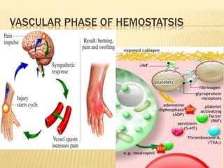 VASCULAR PHASE OF HEMOSTATSIS 
 