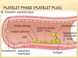 PLATELET PHASE (PLATELET PLUG) 
 