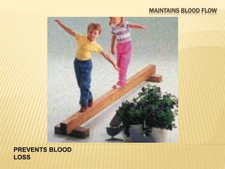 MAINTAINS BLOOD FLOW 
PREVENTS BLOOD 
LOSS 
 