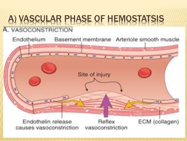 a description of coagulation of the blood as a process that prevents excess loss of blood from the b Hemostasis comprises four major events that occur in a set order following the loss of excess plasmin is leading to blood coagulation this process is. a description of coagulation of the blood as a process that prevents excess loss of blood from the b Hemostasis comprises four major events that occur in a set order following the loss of excess plasmin is leading to blood coagulation this process is.
