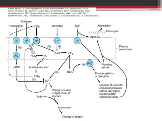 Figure 51–8. Diagrammatic representation of platelet activation. The external environment,
the plasma membrane, and the inside of a platelet are depicted from top to bottom.
Thrombin and collagen are the two most important platelet activators. ADP is considered
a weak agonist; it causes aggregation but not granule release. (GP, glycoprotein; R1–R5,
various receptors; AC, adenylyl cyclase; PLA2, phospholipase A2; PL, phospholipids; PLCβ,
phospholipase Cβ; PIP2, phosphatidylinositol 4,5-bisphosphate; cAMP, cyclic AMP; PKC,
protein kinase C; TxA2, thromboxane A2; IP3, inositol 1,4,5-trisphosphate; DAG, 1,2-diacylglycerol.
The G proteins that are involved are not shown.)
 
