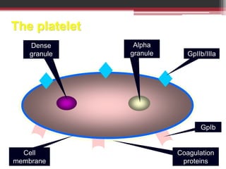 The platelet
GpIb
GpIIb/IIIa
Dense
granule
Alpha
granule
Cell
membrane
Coagulation
proteins
 