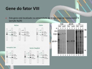 Gene do fator VIII
o Este gene está localizado na extremidade do braço longo do cromossomo X
  (porção Xq28)
 