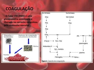 COAGULAÇÃO
o O Fator VIII (FVIII) é uma
glicoproteína sintetizada e
liberada na corrente sanguínea
pelo endotélio vascular.
 