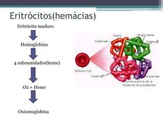 Eritrócitos(hemácias)
Eritrócito maduro
Hemoglobina
4 subnunidades(heme)
O2 + Heme
Oxiemoglobina
 