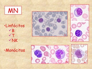 MN Linfócitos B T NK Monócitos Mo Li Li Mo 