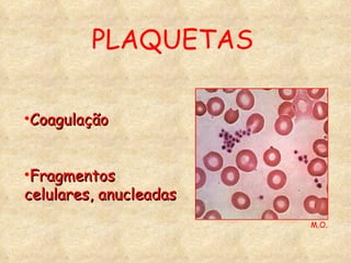 PLAQUETAS Coagulação Fragmentos celulares, anucleadas M.O. 