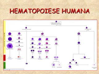 HEMATOPOIESE   HUMANA 
