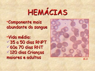 Componente mais abundante do sangue Vida média: 35 a 50 dias RNPT 60a 70 dias RNT 120 dias Crianças maiores e adultos HEMÁCIAS M.O. 