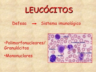 LEUCÓCITOS Polimorfonucleares/Granulócitos Mononuclares Defesa  Sistema imunológico 