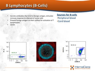 B Lymphocytes (B-Cells)B Lymphocytes (B-Cells)
15
Sources for B-cells
•Peripheral blood
•Cord blood
• Secrete antibodies that bind to foreign antigen, stimulate
immune response to infected or tumor cells
• Present foreign antigen on their surface for activation of T
lymphocytes
• CD19+
 