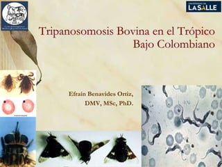 Tripanosomosis Bovina en el Trópico
Bajo Colombiano
Efraín Benavides Ortiz,
DMV, MSc, PhD.
 