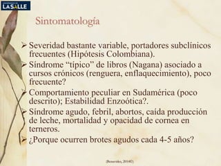 (Benavides, 2014©)
Sintomatología
Severidad bastante variable, portadores subclínicos
frecuentes (Hipótesis Colombiana).
Síndrome “típico” de libros (Nagana) asociado a
cursos crónicos (renguera, enflaquecimiento), poco
frecuente?
Comportamiento peculiar en Sudamérica (poco
descrito); Estabilidad Enzoótica?.
Síndrome agudo, febril, abortos, caída producción
de leche, mortalidad y opacidad de cornea en
terneros.
¿Porque ocurren brotes agudos cada 4-5 años?
 