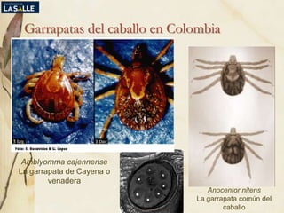 Garrapatas del caballo en Colombia
Amblyomma cajennense
La garrapata de Cayena o
venadera
Anocentor nitens
La garrapata común del
caballo(Benavides, 2014©)
 