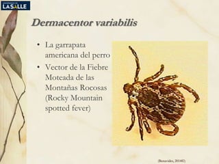 Dermacentor variabilis
• La garrapata
americana del perro
• Vector de la Fiebre
Moteada de las
Montañas Rocosas
(Rocky Mountain
spotted fever)
(Benavides, 2014©)
 