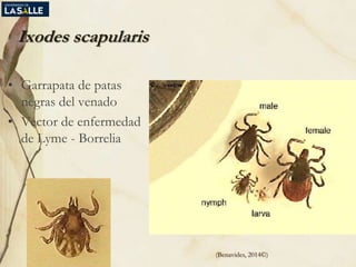 Ixodes scapularis
• Garrapata de patas
negras del venado
• Vector de enfermedad
de Lyme - Borrelia
(Benavides, 2014©)
 
