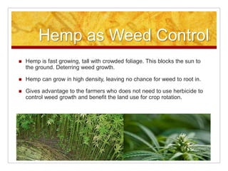 Hemp as Weed Control
   Hemp is fast growing, tall with crowded foliage. This blocks the sun to
    the ground. Deterring weed growth.

   Hemp can grow in high density, leaving no chance for weed to root in.

   Gives advantage to the farmers who does not need to use herbicide to
    control weed growth and benefit the land use for crop rotation.
 