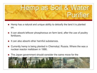 Hemp as Soil & Water
                           Purifier
   Hemp has a natural and unique ability to detoxify the land it is planted
    on.

   It can absorb leftover phosphorous on farm land, after the use of poultry
    fertilizers.

   It can also absorb other harmful substances.

   Currently hemp is being planted in Chernobyl, Russia. Where the was a
    nuclear reactor meltdown in 1986.

   The Japan government should consider the same move for the
    Fukushima incident last year.
 