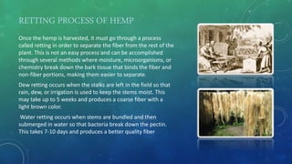 Hemp fiber by shagor sen | PPTX