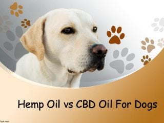 Hemp Oil vs CBD Oil For Dogs
 
