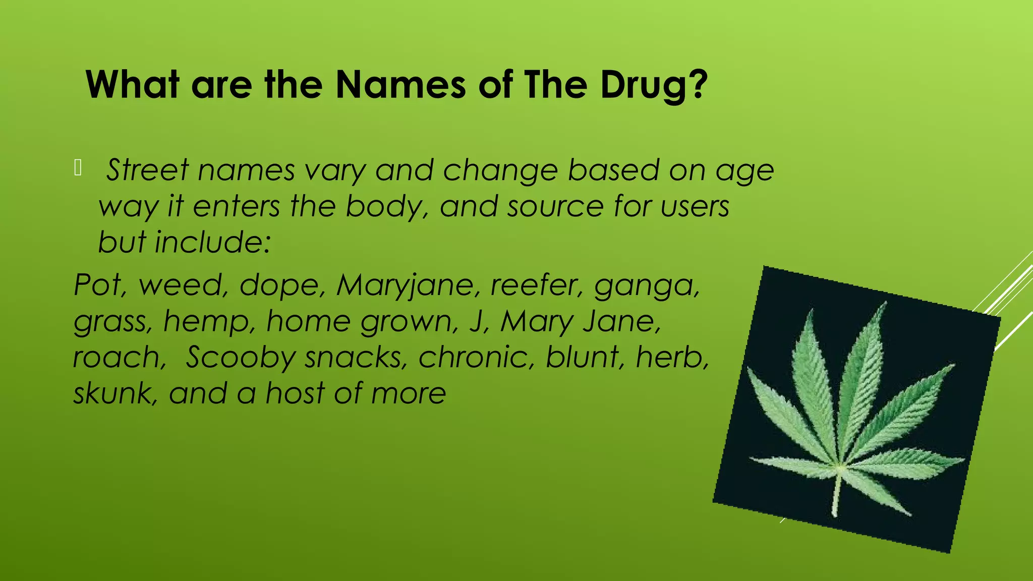What are the Names of The Drug?
 Street names vary and change based on age
way it enters the body, and source for users
but include:
Pot, weed, dope, Maryjane, reefer, ganga,
grass, hemp, home grown, J, Mary Jane,
roach, Scooby snacks, chronic, blunt, herb,
skunk, and a host of more
 