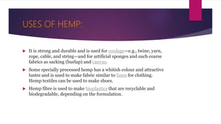 USES OF HEMP:
 It is strong and durable and is used for cordage—e.g., twine, yarn,
rope, cable, and string—and for artificial sponges and such coarse
fabrics as sacking (burlap) and canvas.
 Some specially processed hemp has a whitish colour and attractive
lustre and is used to make fabric similar to linen for clothing.
Hemp textiles can be used to make shoes.
 Hemp fibre is used to make bioplastics that are recyclable and
biodegradable, depending on the formulation.
 