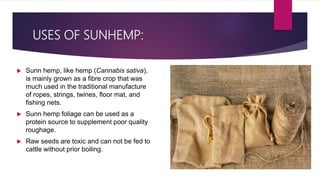 USES OF SUNHEMP:
 Sunn hemp, like hemp (Cannabis sativa),
is mainly grown as a fibre crop that was
much used in the traditional manufacture
of ropes, strings, twines, floor mat, and
fishing nets.
 Sunn hemp foliage can be used as a
protein source to supplement poor quality
roughage.
 Raw seeds are toxic and can not be fed to
cattle without prior boiling.
 