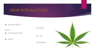 HEMP INTRODUCTION:
 Scientific Name:
Cannabis
Sativa
 Chromosomal No:
2n= 20
 Family:
Cannabacae
 