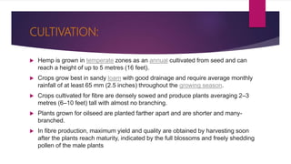 CULTIVATION:
 Hemp is grown in temperate zones as an annual cultivated from seed and can
reach a height of up to 5 metres (16 feet).
 Crops grow best in sandy loam with good drainage and require average monthly
rainfall of at least 65 mm (2.5 inches) throughout the growing season.
 Crops cultivated for fibre are densely sowed and produce plants averaging 2–3
metres (6–10 feet) tall with almost no branching.
 Plants grown for oilseed are planted farther apart and are shorter and many-
branched.
 In fibre production, maximum yield and quality are obtained by harvesting soon
after the plants reach maturity, indicated by the full blossoms and freely shedding
pollen of the male plants
 
