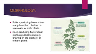 MORPHOLOGY:
 Pollen-producing flowers form
many-branched clusters on
staminate, or male plants.
 Seed-producing flowers form
elongate spikelike clusters
growing on the pistillate, or
female, plants.
 