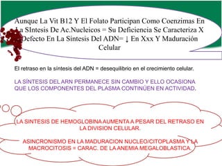 Aunque La Vit B12 Y El Folato Participan Como Coenzimas En
La SIntesis De Ac.Nucleicos = Su Deficiencia Se Caracteriza X
Defecto En La Sintesis Del ADN= ↓ En Xxx Y Maduración
Celular
El retraso en la síntesis del ADN = desequilibrio en el crecimiento celular.

LA SÍNTESIS DEL ARN PERMANECE SIN CAMBIO Y ELLO OCASIONA
QUE LOS COMPONENTES DEL PLASMA CONTINÚEN EN ACTIVIDAD.

LA SINTESIS DE HEMOGLOBINA AUMENTA A PESAR DEL RETRASO EN
LA DIVISION CELULAR.
ASINCRONISMO EN LA MADURACION NUCLEO/CITOPLASMA Y LA
MACROCITOSIS = CARAC. DE LA ANEMIA MEGALOBLASTICA.

 