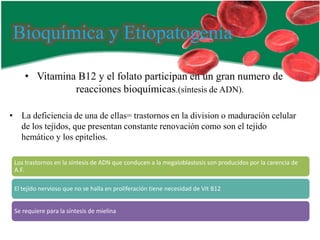Bioquímica y Etiopatogenia
• Vitamina B12 y el folato participan en un gran numero de
reacciones bioquímicas.(síntesis de ADN).
• La deficiencia de una de ellas= trastornos en la division o maduración celular
de los tejidos, que presentan constante renovación como son el tejido
hemático y los epitelios.
Los trastornos en la síntesis de ADN que conducen a la megaloblastosis son producidos por la carencia de
A.F.
El tejido nervioso que no se halla en proliferación tiene necesidad de Vit B12
Se requiere para la síntesis de mielina

 