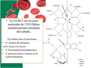 • La Vit B12 con un peso
molecular de 1355 Dalton
asimétricamente alrededor
del cobalto.
El cobalto tiene 6 posiciones
• 4= átomos de nitrógeno
(anillo tetrapirrolico plantar)

• 5,.Nucleotido bencimidazolico
• 6..posicion iónica=cianuro en la
cianocobalamina.

 