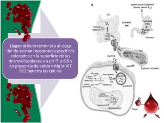 v
Llegan al ileon terminal y al ciego
donde existen receptores especificos
colocados en la superficie de las
microvellosidades y a ph ↑ a 6.5 y
en presencia de calcio y Mg la VIT
B12 penetra las celulas

 