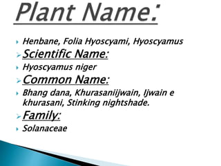 Henbane Plant | PPT