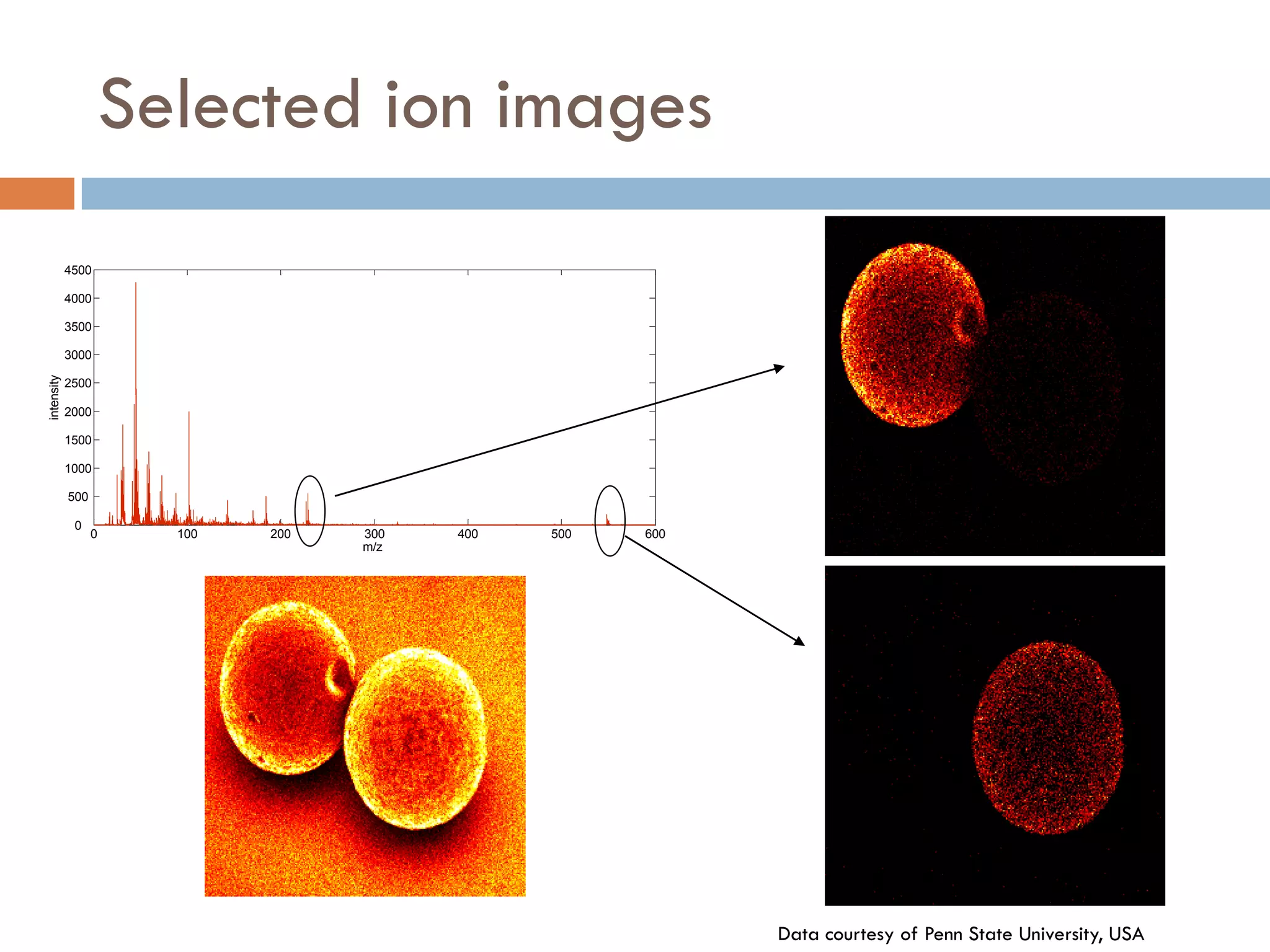 Selected ion images
            4500

            4000

            3500

            3000
intensity




            2500

            2000

            1500

            1000

            500

             0
                  0   100   200   300   400   500   600
                                  m/z




                                                          Data courtesy of Penn State University, USA
 