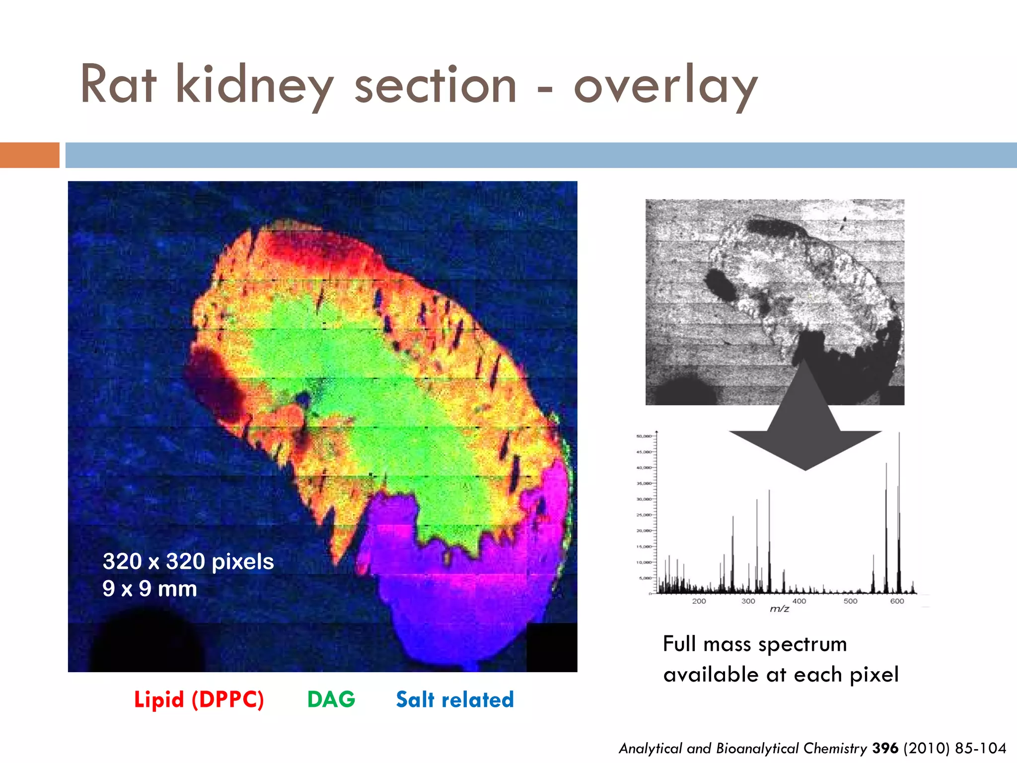 Rat kidney section - overlay




320 x 320 pixels
9 x 9 mm

                                              Full mass spectrum
                                              available at each pixel
  Lipid (DPPC)     DAG   Salt related
                                        Analytical and Bioanalytical Chemistry 396 (2010) 85-104
 