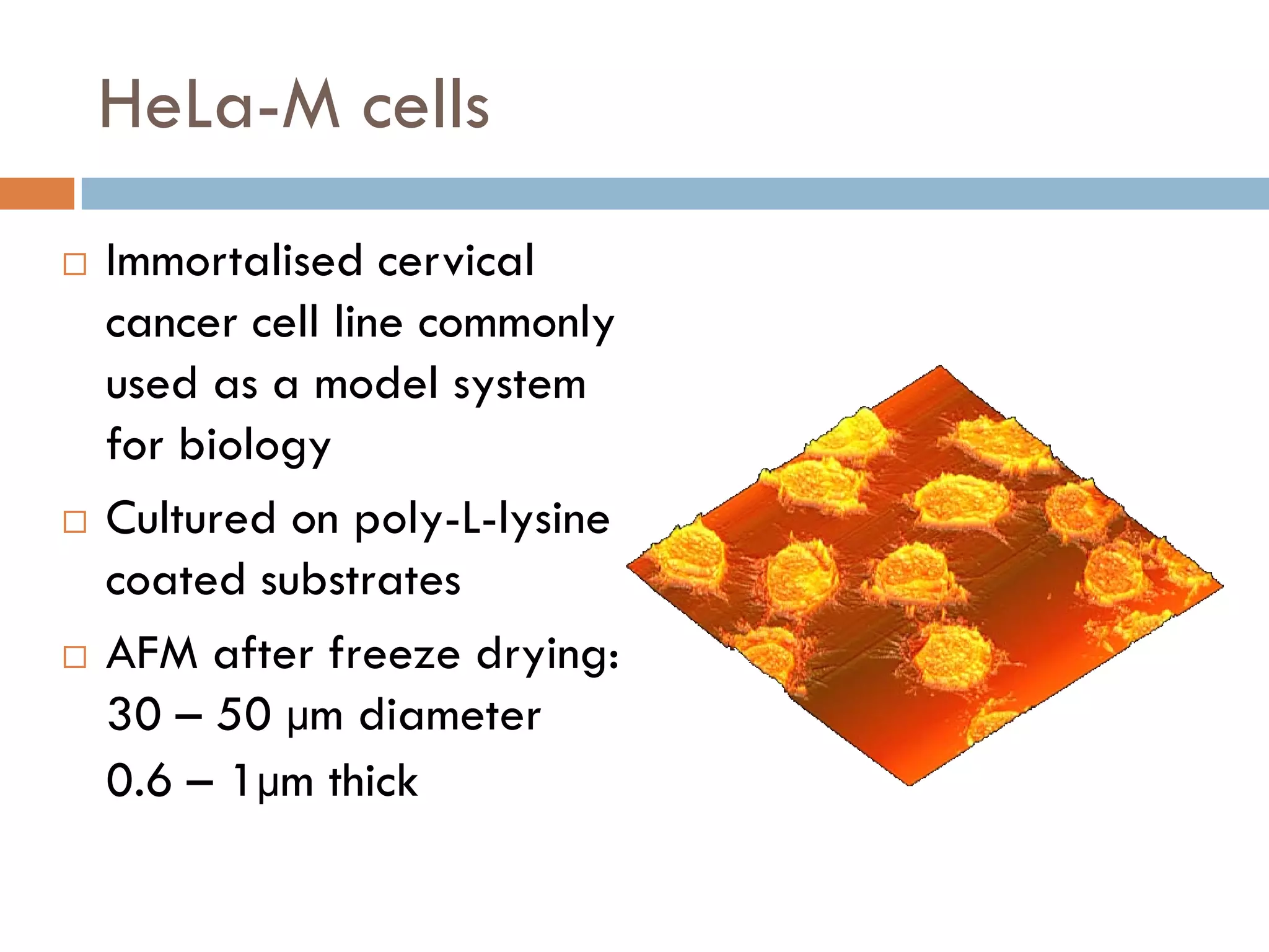 HeLa-M cells
   Immortalised cervical
    cancer cell line commonly
    used as a model system
    for biology
   Cultured on poly-L-lysine
    coated substrates
   AFM after freeze drying:
    30 – 50 µm diameter
    0.6 – 1µm thick
 