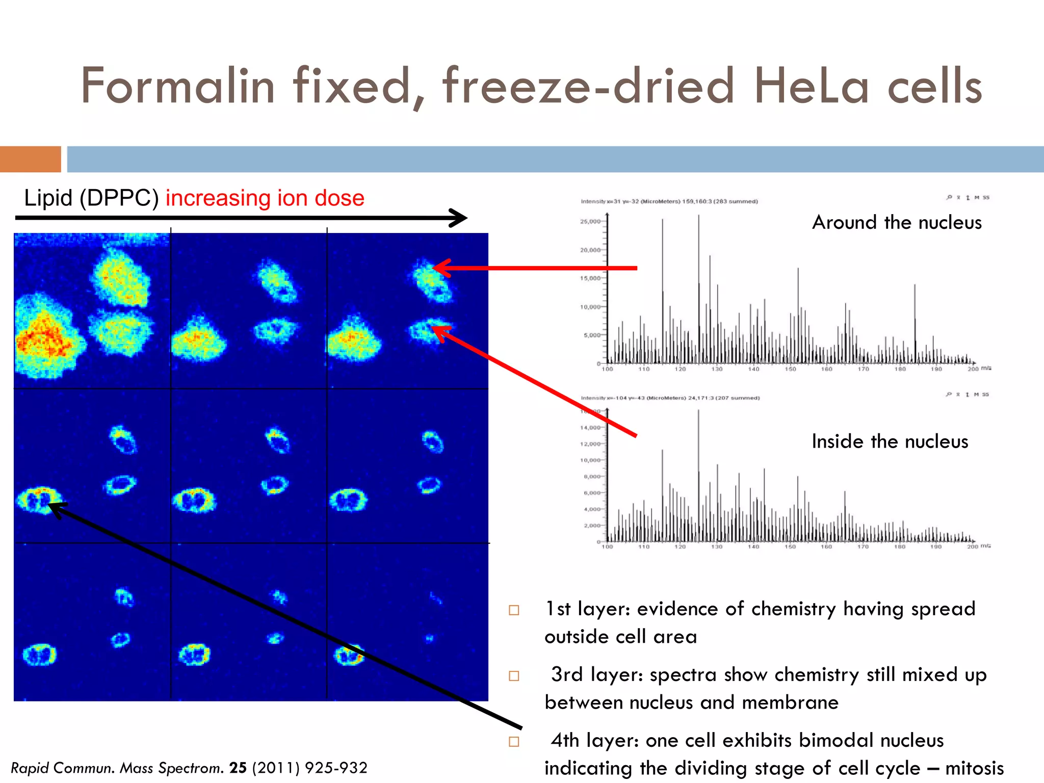 Formalin fixed, freeze-dried HeLa cells
 Lipid (DPPC) increasing ion dose
                                                                                   Around the nucleus


                                                                                         184




                                                                          152
                                                                                   Inside the nucleus




                                                    1st layer: evidence of chemistry having spread
                                                     outside cell area
                                                    3rd layer: spectra show chemistry still mixed up
                                                     between nucleus and membrane
                                                     4th layer: one cell exhibits bimodal nucleus
Rapid Commun. Mass Spectrom. 25 (2011) 925-932       indicating the dividing stage of cell cycle – mitosis
 