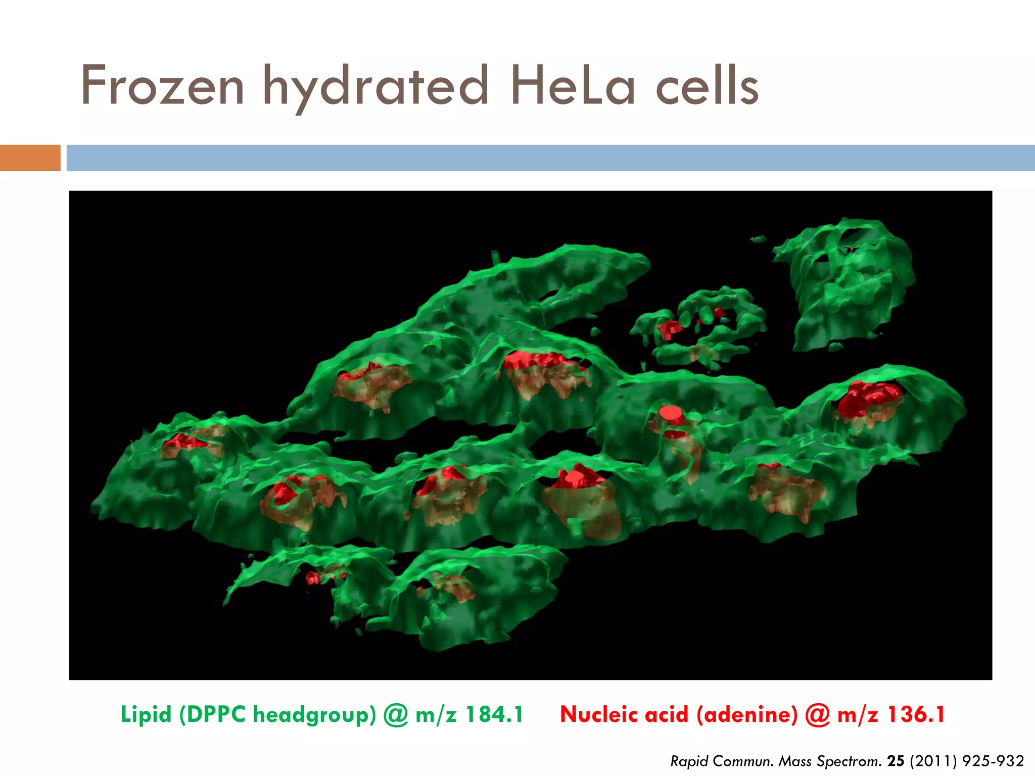 Frozen hydrated HeLa cells




 Lipid (DPPC headgroup) @ m/z 184.1   Nucleic acid (adenine) @ m/z 136.1
                                               Rapid Commun. Mass Spectrom. 25 (2011) 925-932
 