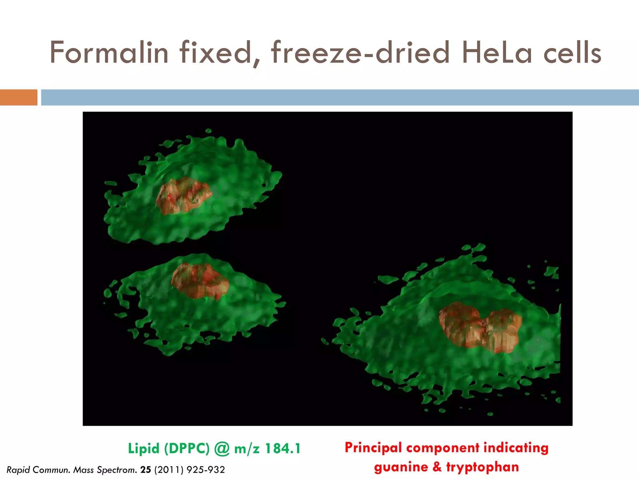 Formalin fixed, freeze-dried HeLa cells




                         Lipid (DPPC) @ m/z 184.1   Principal component indicating
Rapid Commun. Mass Spectrom. 25 (2011) 925-932           guanine & tryptophan
 