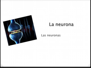 La neurona
Las neuronas
 