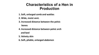 Characteristics of a Hen in
Production
1. Soft, enlarged comb and wattles
2. Wide, moist vent.
3. Increased distance between the pelvic
bones
4. Increased distance between pelvic arch
and keel
5. Velvety skin
6. Soft, pliable, enlarged abdomen

 