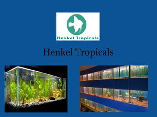 Henkel Tropicals   