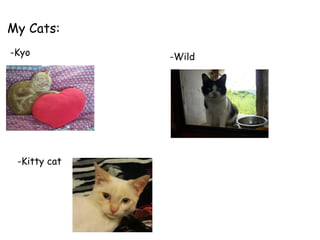 My Cats: -Kyo -Wild -Kitty cat 