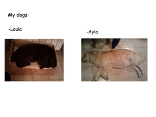 My dogs: -Loula -Ayla 