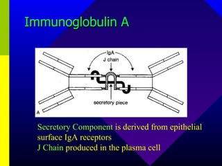 Immunoglobulin A Secretory Component  is derived from epithelial surface IgA receptors  J Chain  produced in the plasma cell 