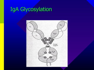 IgA Glycosylation 