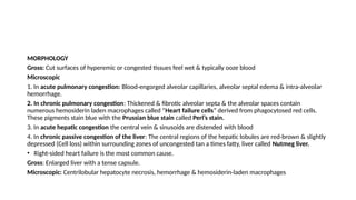 MORPHOLOGY
Gross: Cut surfaces of hyperemic or congested tissues feel wet & typically ooze blood
Microscopic
1. In acute pulmonary congestion: Blood-engorged alveolar capillaries, alveolar septal edema & intra-alveolar
hemorrhage.
2. In chronic pulmonary congestion: Thickened & fibrotic alveolar septa & the alveolar spaces contain
numerous hemosiderin laden macrophages called “Heart failure cells” derived from phagocytosed red cells.
These pigments stain blue with the Prussian blue stain called Perl’s stain.
3. In acute hepatic congestion the central vein & sinusoids are distended with blood
4. In chronic passive congestion of the liver: The central regions of the hepatic lobules are red-brown & slightly
depressed (Cell loss) within surrounding zones of uncongested tan a times fatty, liver called Nutmeg liver.
• Right-sided heart failure is the most common cause.
Gross: Enlarged liver with a tense capsule.
Microscopic: Centrilobular hepatocyte necrosis, hemorrhage & hemosiderin-laden macrophages
 
